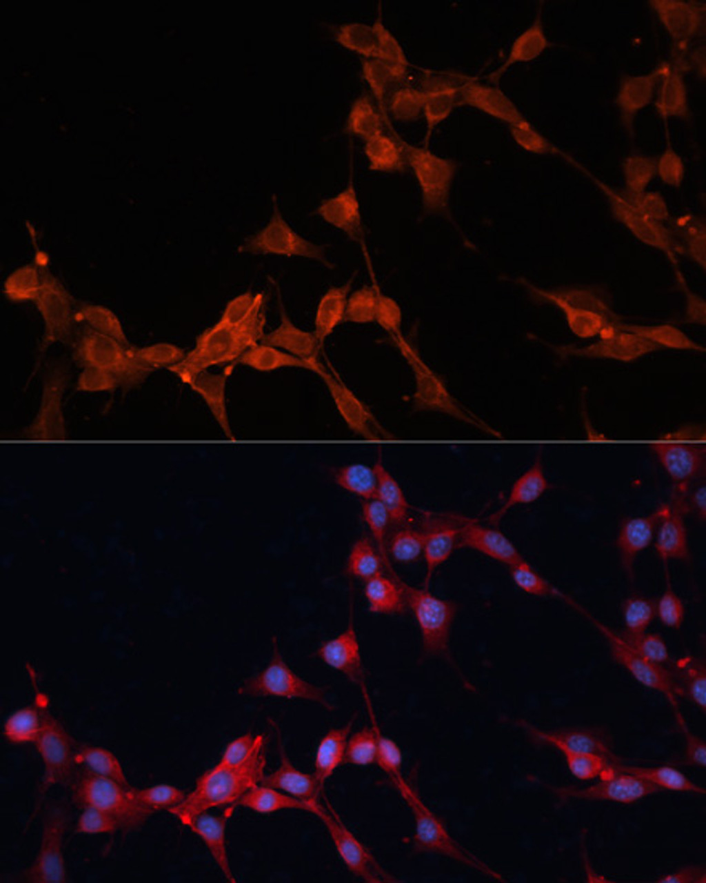 Immunofluorescence analysis of NIH/3T3 cells using SLC25A38 Polyclonal Antibody at dilution of  1:100. Blue: DAPI for nuclear staining.