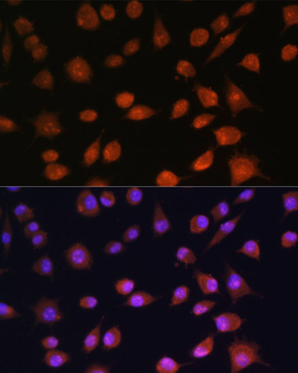 Immunofluorescence analysis of L929 cells using RPS19BP1 Polyclonal Antibody at dilution of  1:100. Blue: DAPI for nuclear staining.