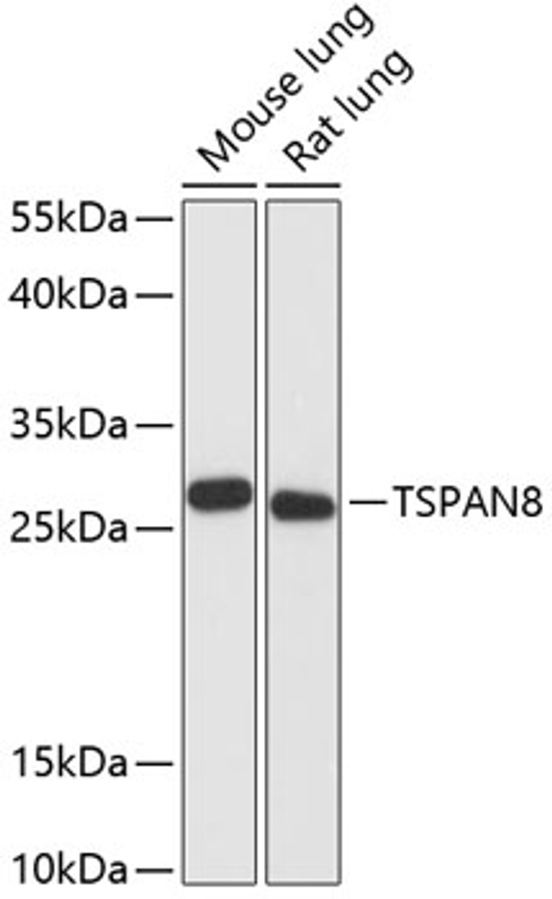 Western blot analysis of extracts of various cell lines using TSPAN8 Polyclonal Antibody at dilution of 1:3000.