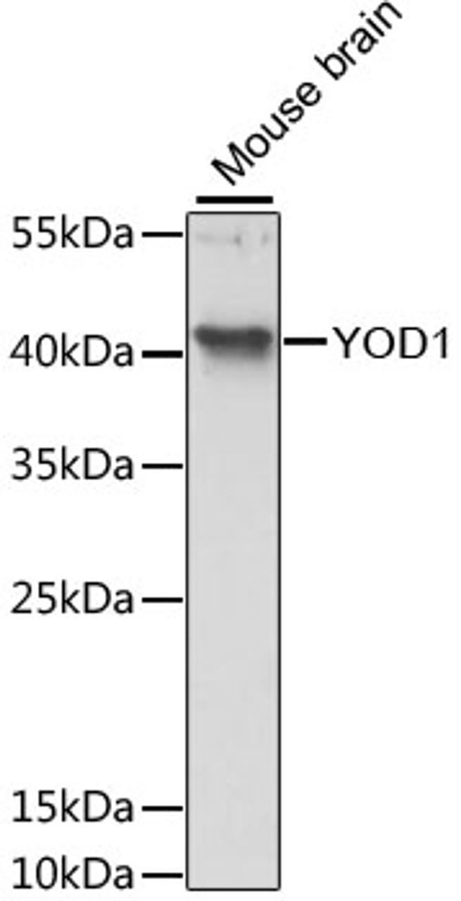 Western blot analysis of extracts of Mouse brain using YOD1 Polyclonal Antibody at dilution of 1:3000.