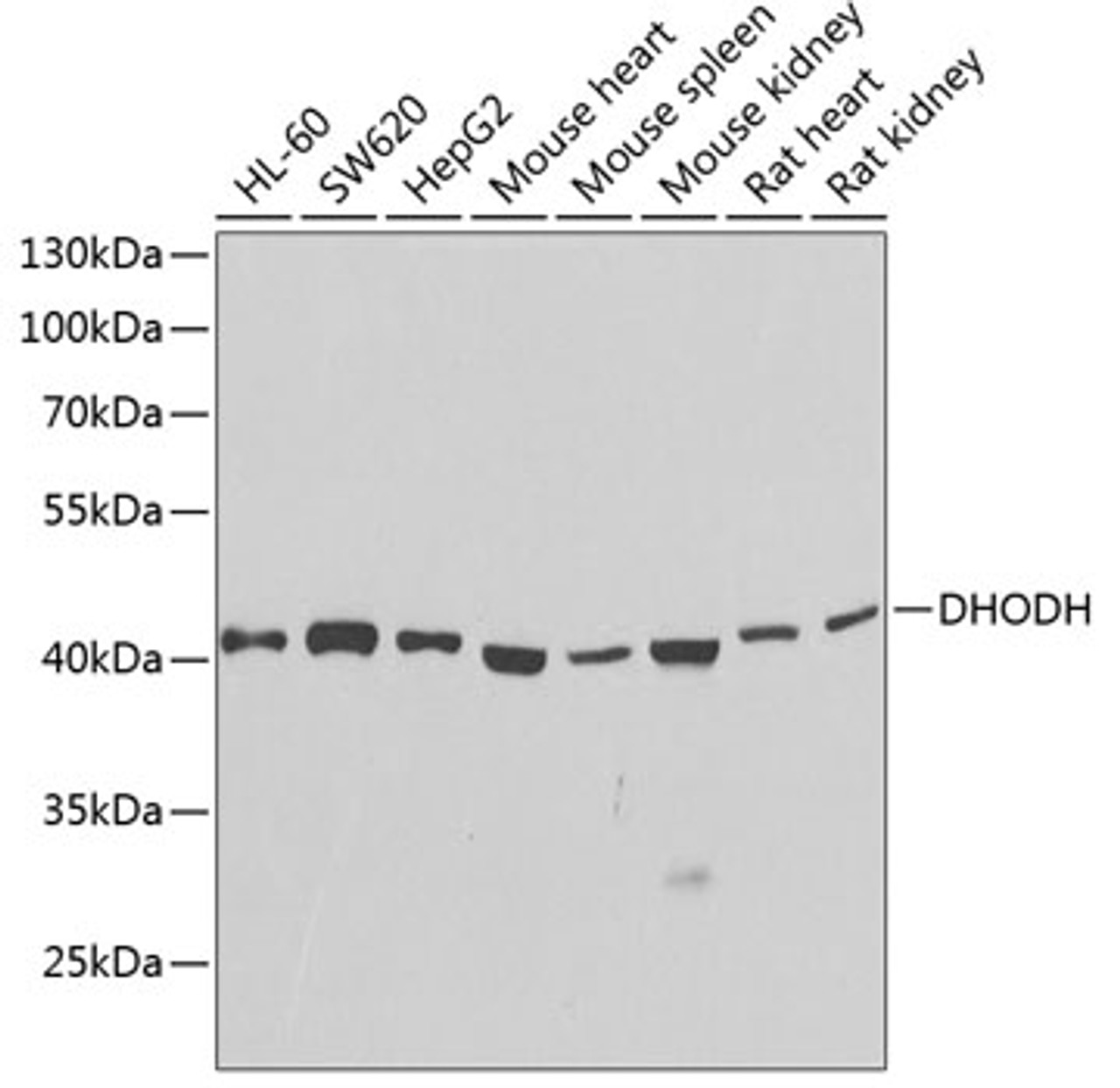 Western blot analysis of extracts of various cell lines using DHODH Polyclonal Antibody at dilution of 1:1000.