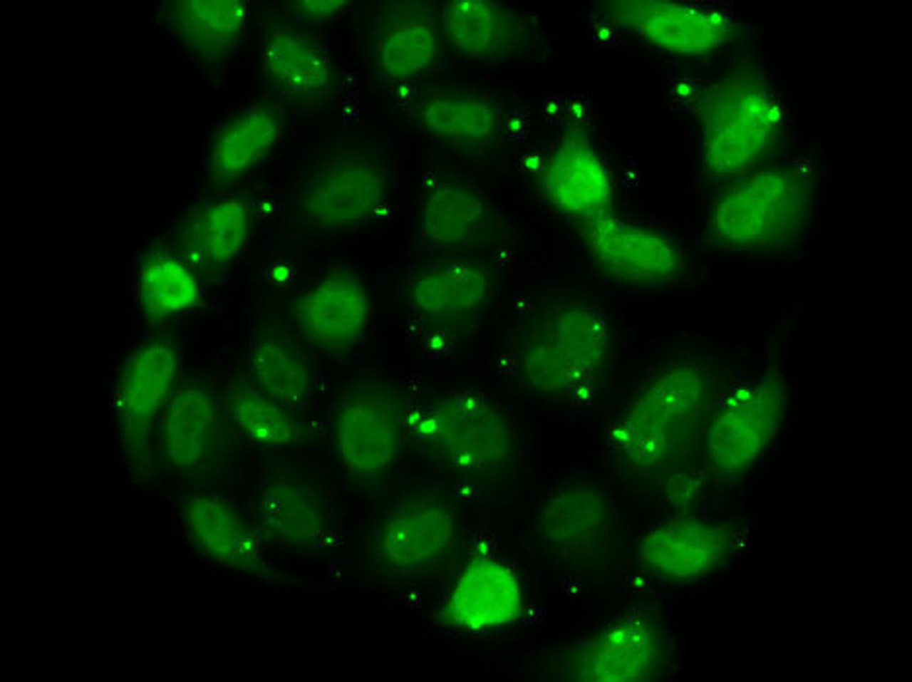 Immunofluorescence analysis of MCF7 cells using DR1 Polyclonal Antibody