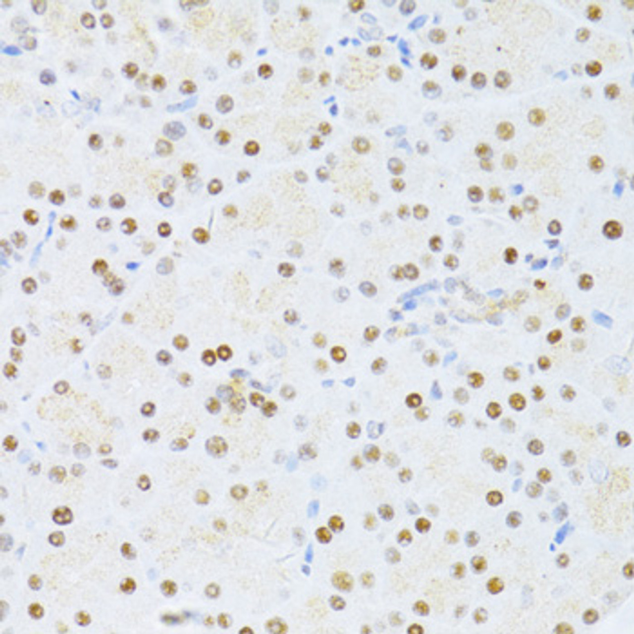 Immunohistochemistry of paraffin-embedded Rat pancreas using ETV1 Polyclonal Antibody at dilution of  1:100 (40x lens).
