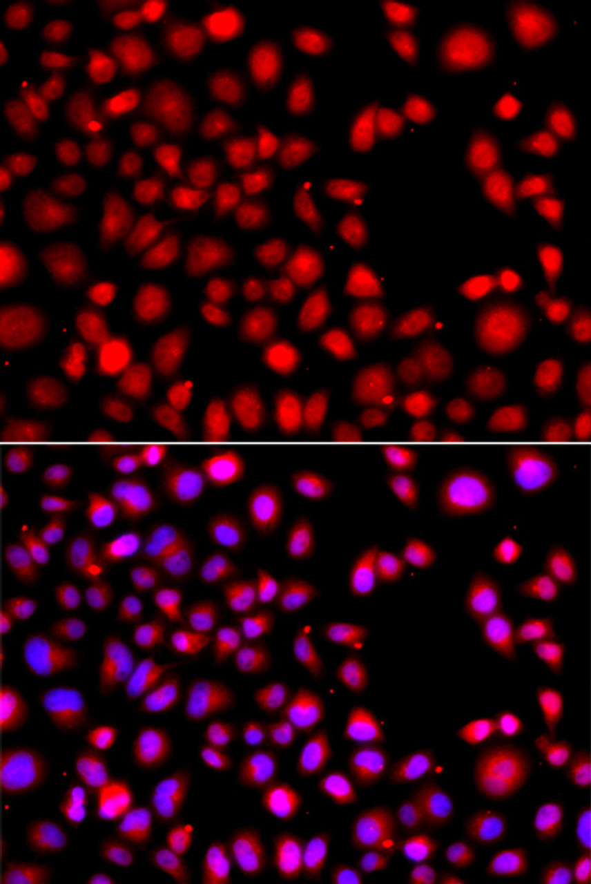 Immunofluorescence analysis of A549 cells using HLX Polyclonal Antibody