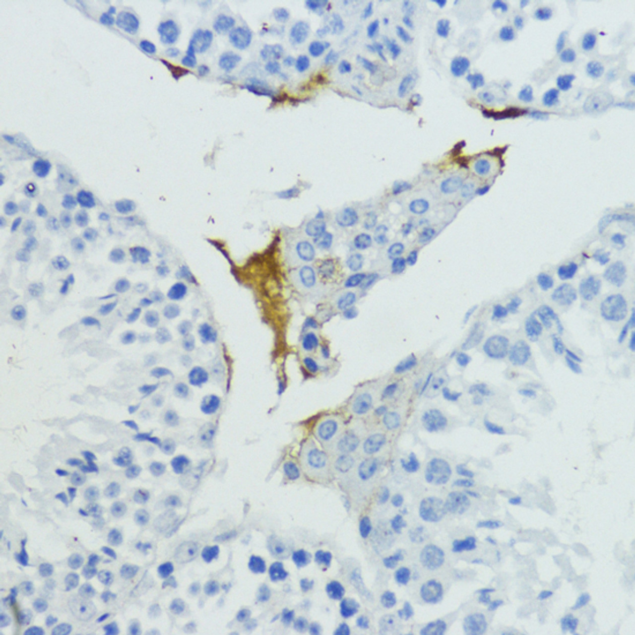 Immunohistochemistry of paraffin-embedded Mouse testis using KLKB1 Polyclonal Antibody at dilution of  1:200 (40x lens).