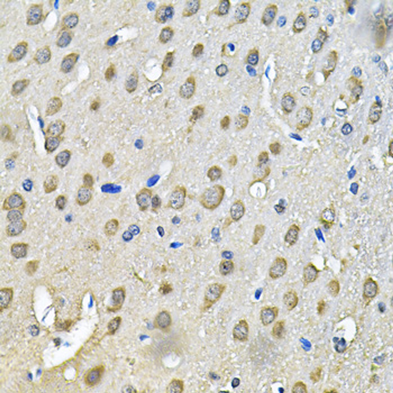 Immunohistochemistry of paraffin-embedded Rat brain using PRKAB2 Polyclonal Antibody at dilution of  1:100 (40x lens).