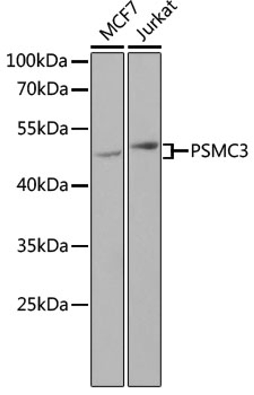 Western blot analysis of extracts of various cell lines using PSMC3 Polyclonal Antibody at dilution of 1:1000.