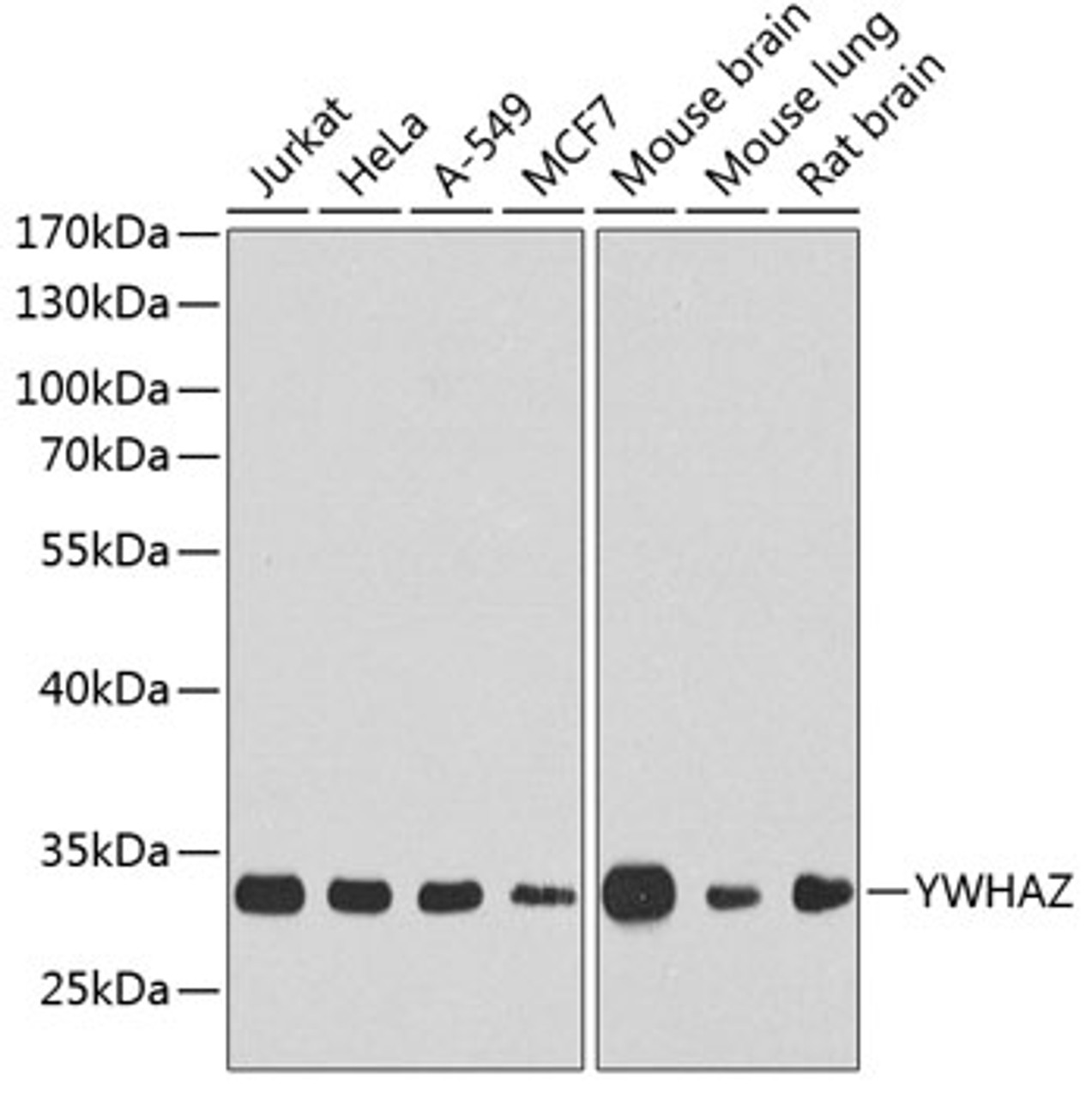 Western blot analysis of extracts of various cell lines using YWHAZ Polyclonal Antibody at dilution of 1:1000.