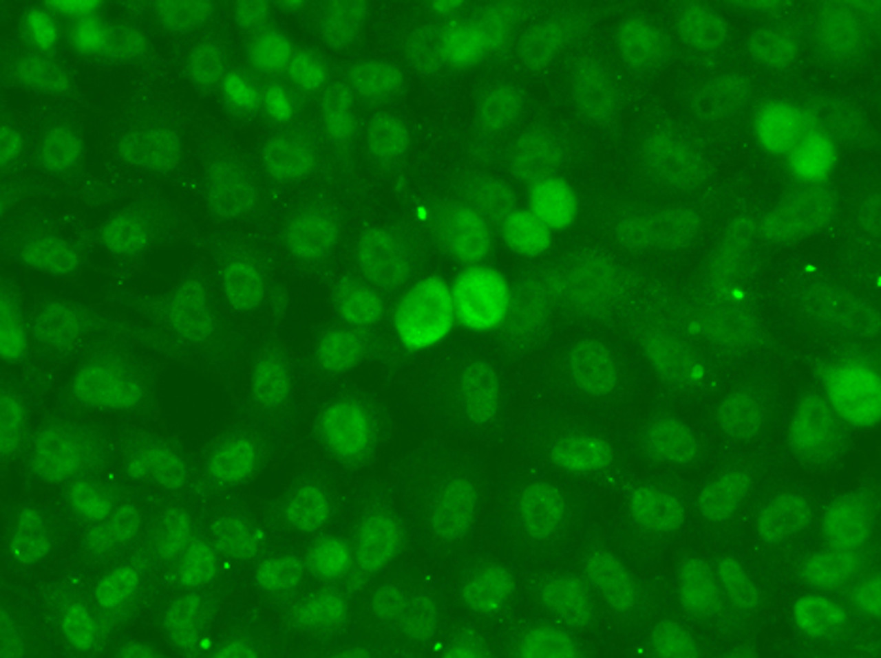 Immunofluorescence analysis of A549 cells using SSNA1 Polyclonal Antibody