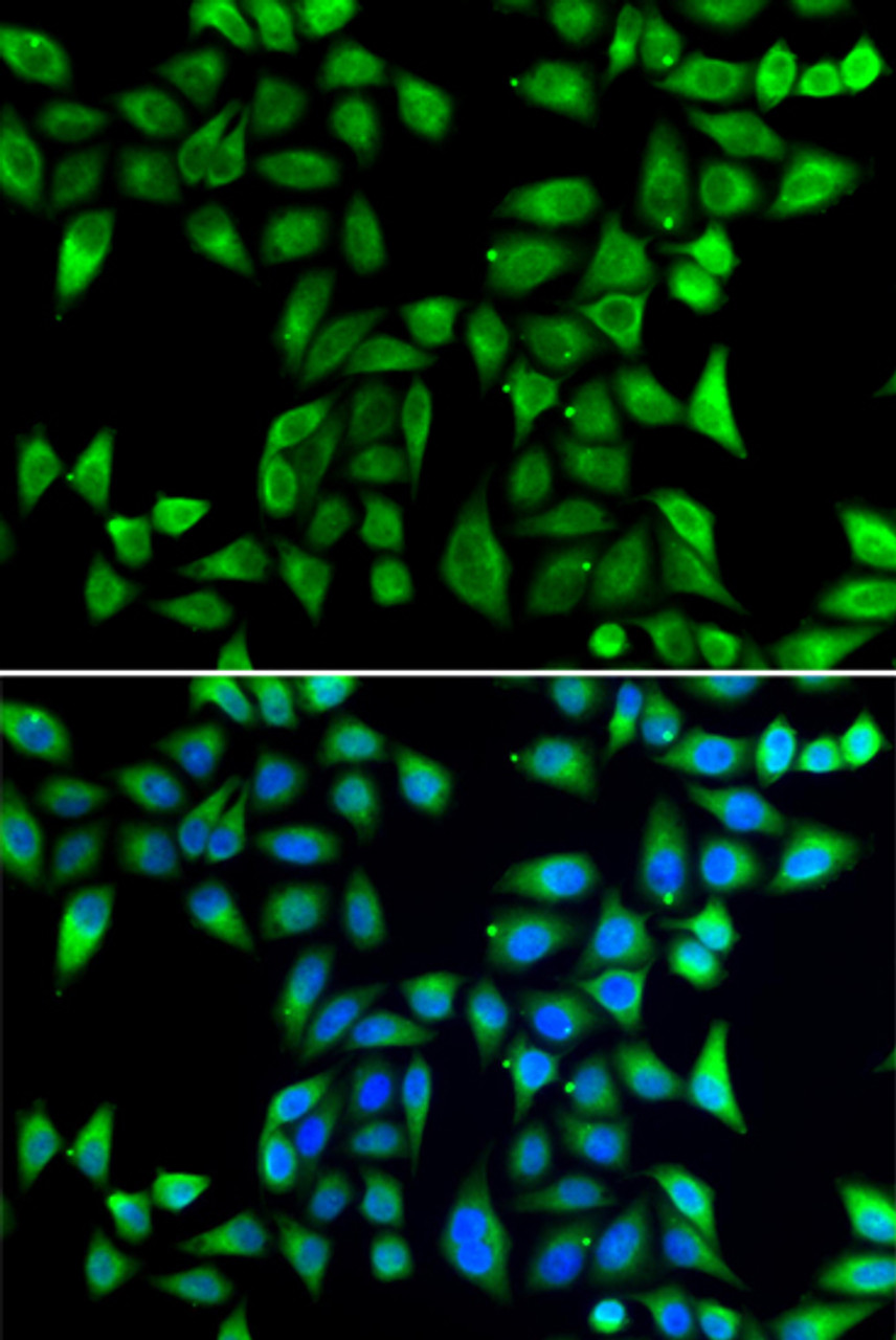 Immunofluorescence analysis of U2OS cells using DNAJA3 Polyclonal Antibody