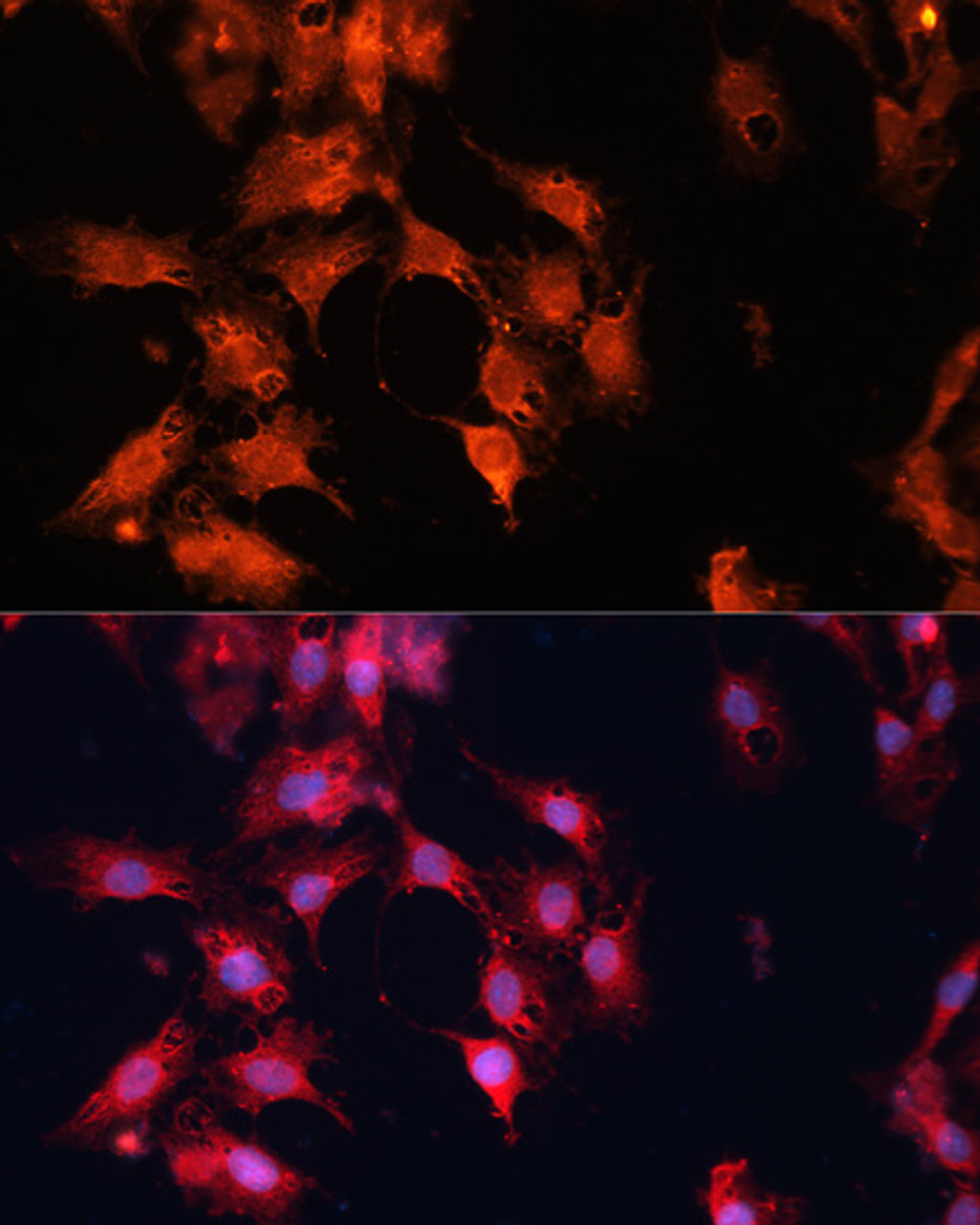 Immunofluorescence analysis of C6 cells using DNAJA3 Polyclonal Antibody at dilution of  1:100. Blue: DAPI for nuclear staining.