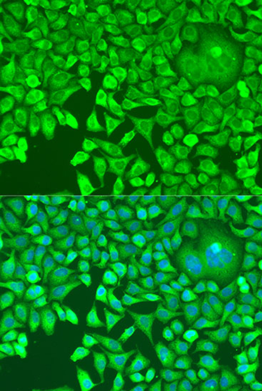 Immunofluorescence analysis of U2OS cells using pum1 Polyclonal Antibody at dilution of  1:100. Blue: DAPI for nuclear staining.