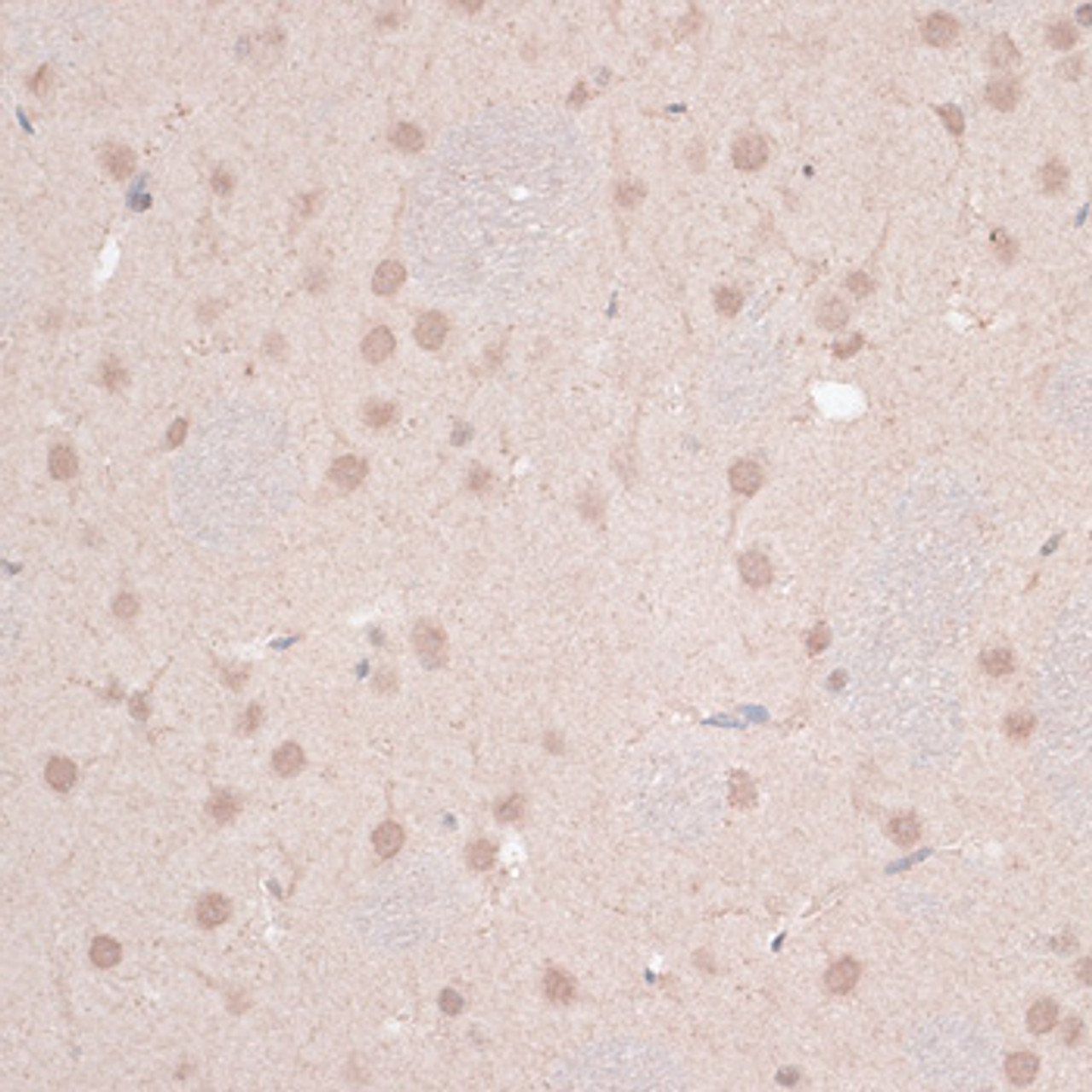 Immunohistochemistry of paraffin-embedded Rat brain using ZNF346 Polyclonal Antibody at dilution of  1:100 (40x lens).