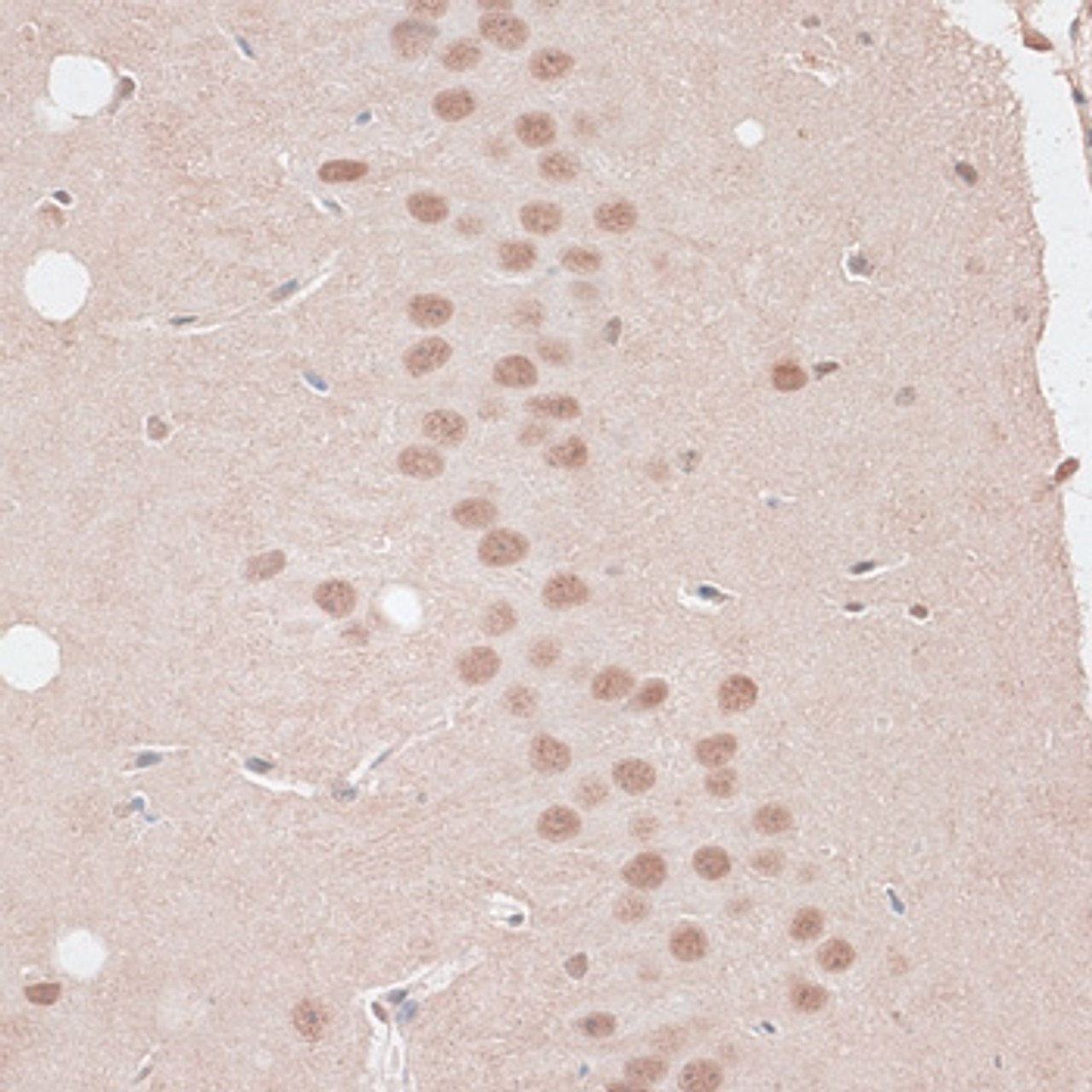 Immunohistochemistry of paraffin-embedded Mouse brain using ZNF346 Polyclonal Antibody at dilution of  1:100 (40x lens).