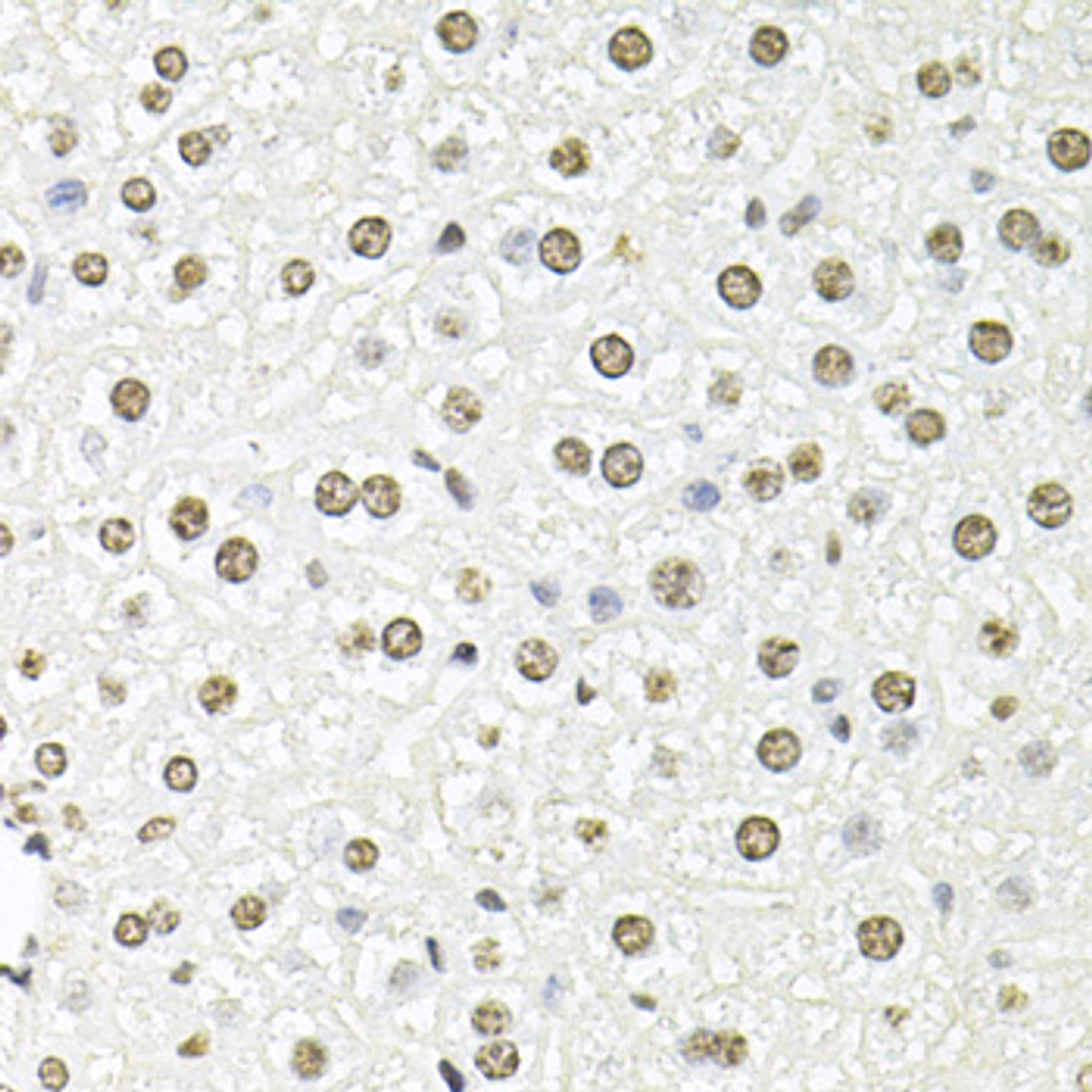 Immunohistochemistry of paraffin-embedded Mouse liver using FBL Polyclonal Antibody at dilution of  1:100 (40x lens).