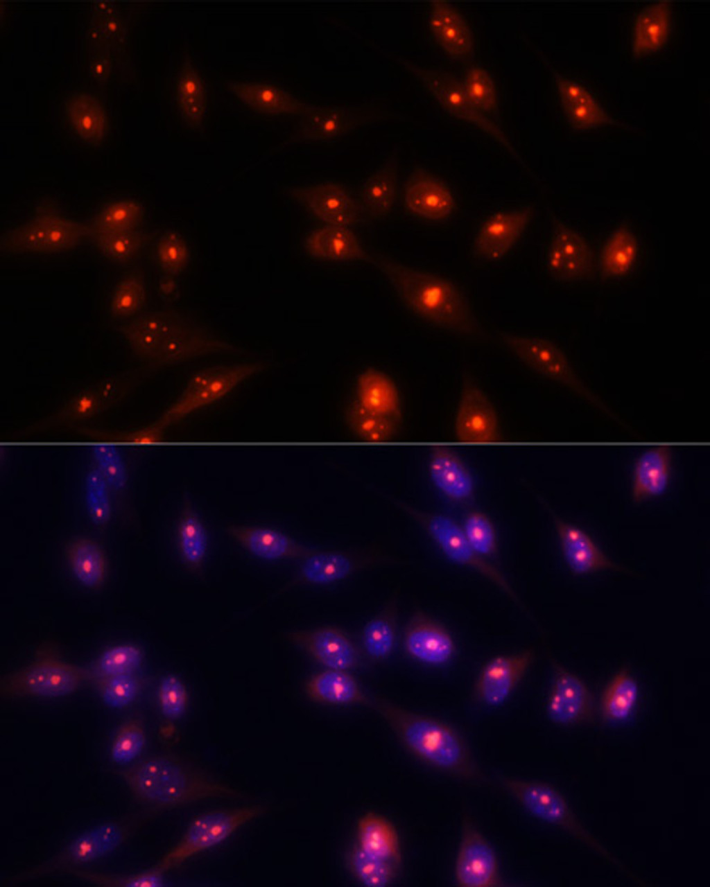 Immunofluorescence analysis of NIH/3T3 cells using FBL Polyclonal Antibody at dilution of  1:100. Blue: DAPI for nuclear staining.