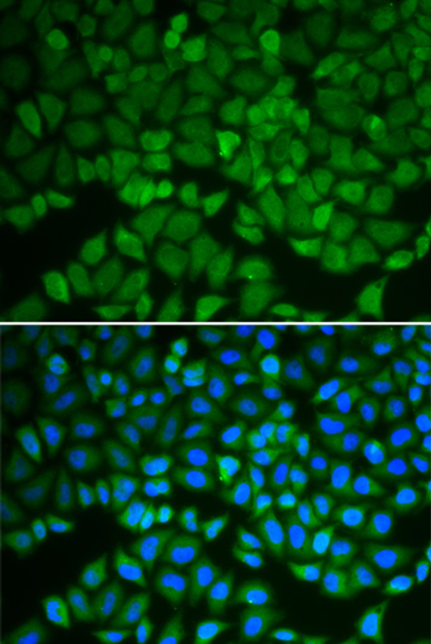 Immunofluorescence analysis of A549 cells using GSS Polyclonal Antibody