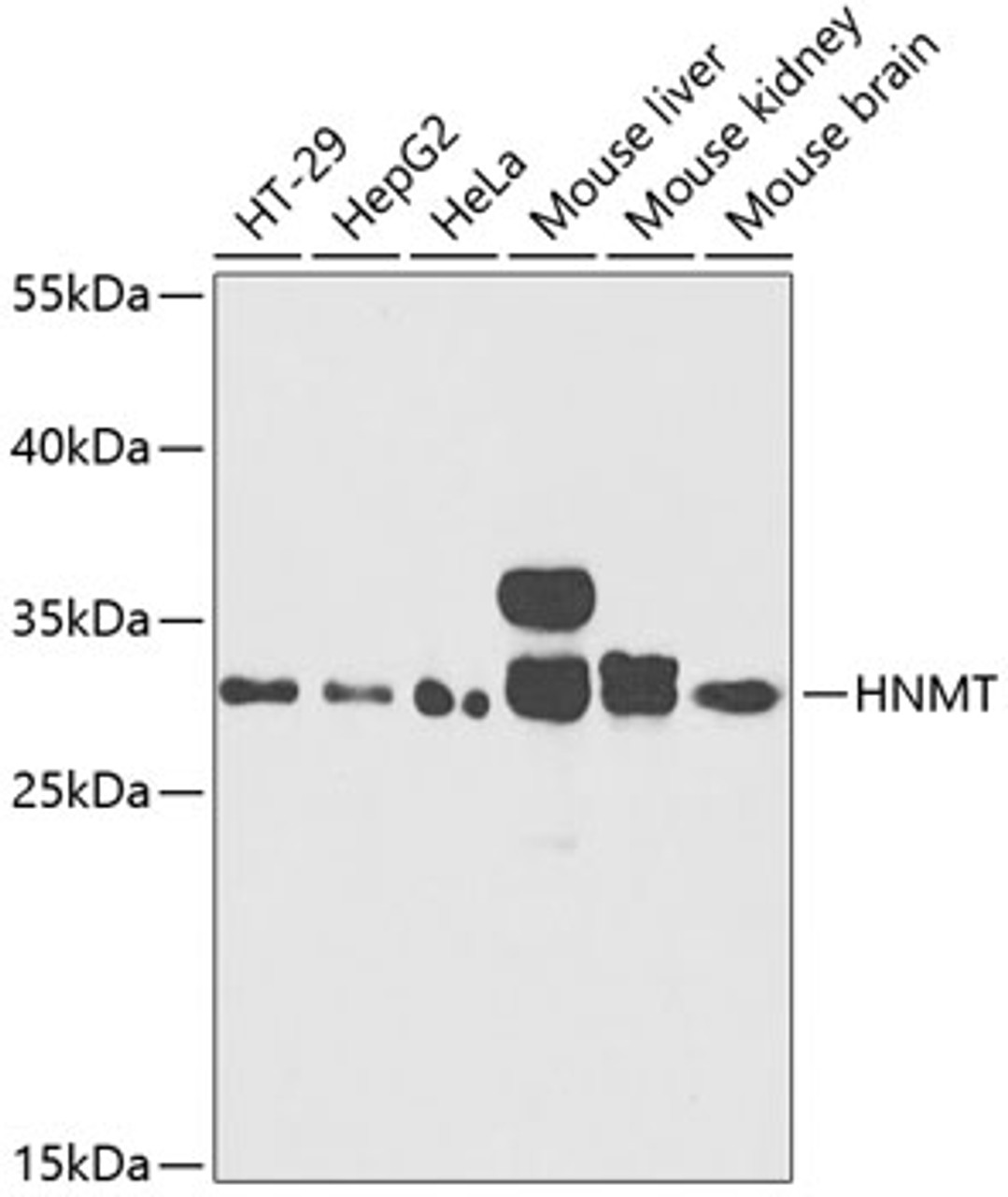 Western blot analysis of extracts of various cell lines using HNMT Polyclonal Antibody at dilution of 1:1000.