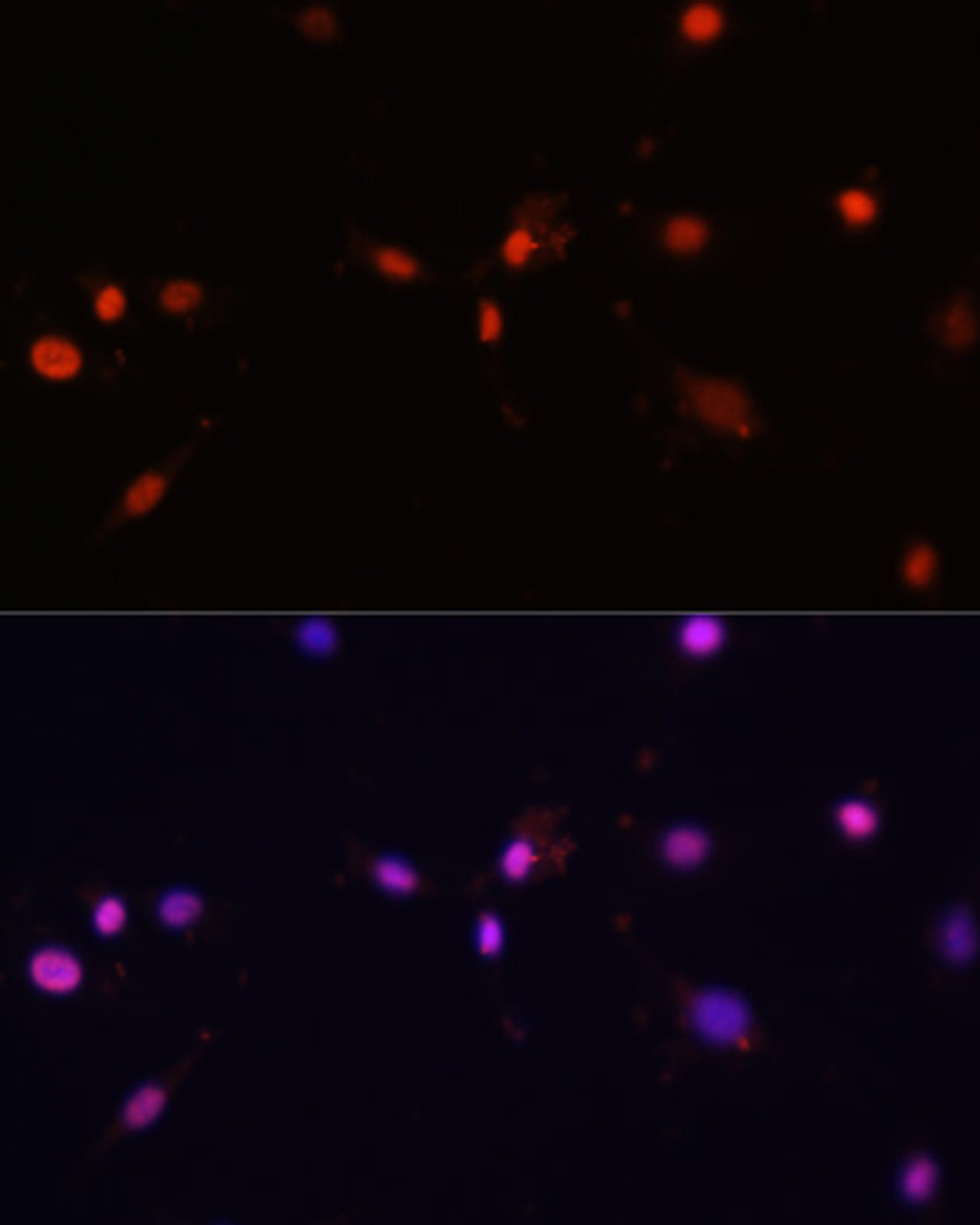 Immunofluorescence analysis of C6 cells using MCM5 Polyclonal Antibody at dilution of  1:100. Blue: DAPI for nuclear staining.