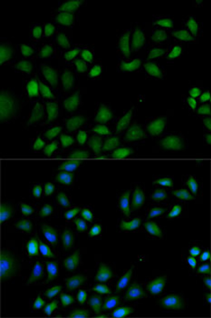 Immunofluorescence analysis of HeLa cells using PRDX1 Polyclonal Antibody