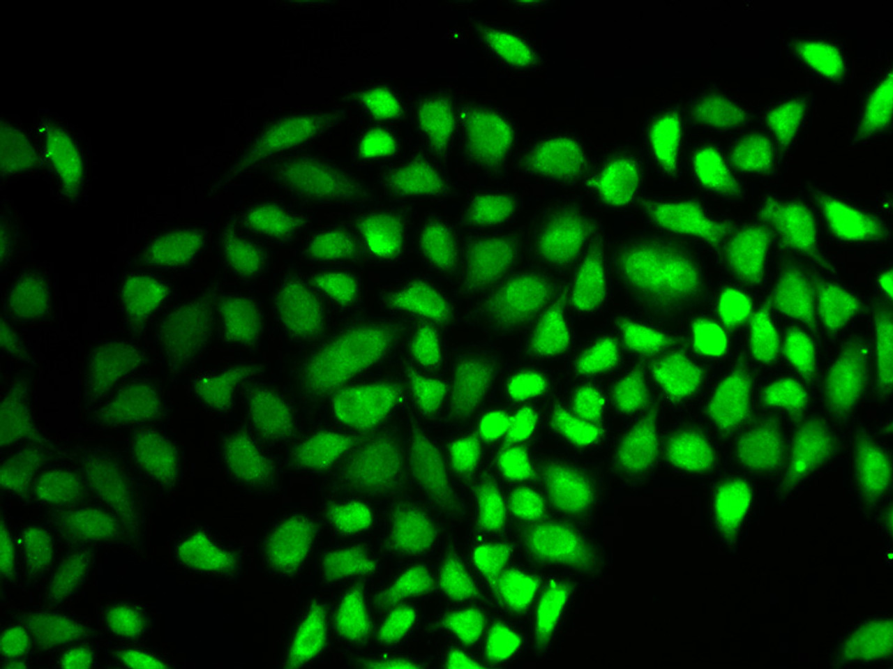 Immunofluorescence analysis of HeLa cells using HAUSP / USP7 Polyclonal Antibody