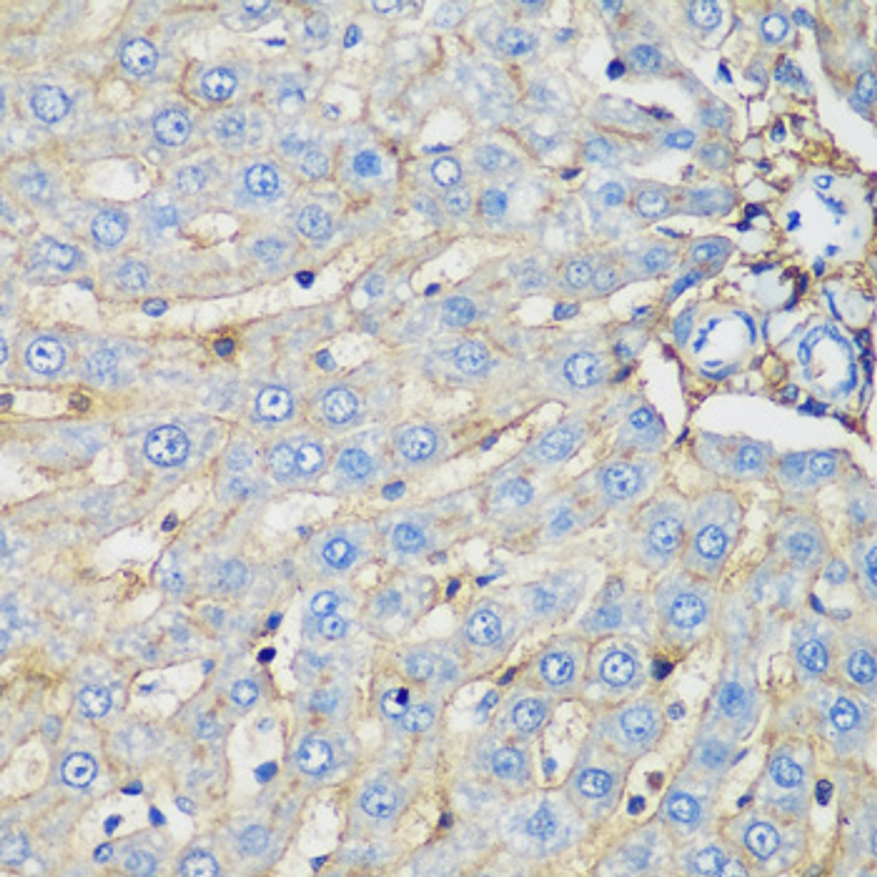 Immunohistochemistry of paraffin-embedded Rat liver using PROCR Polyclonal Antibody at dilution of  1:200 (40x lens).