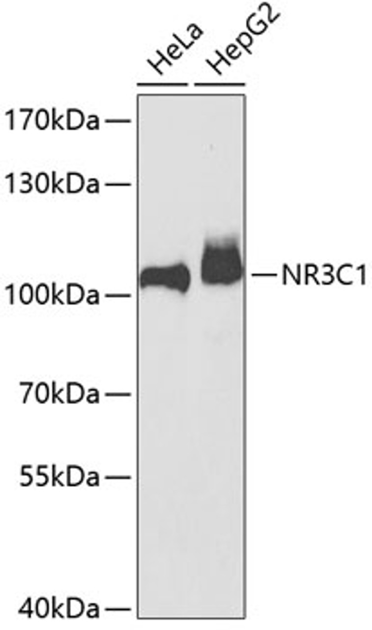 Western blot analysis of extracts of various cell lines using NR3C1 Polyclonal Antibody at dilution of 1:1000.