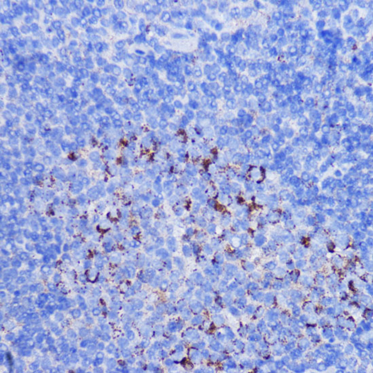 Immunohistochemistry of paraffin-embedded Mouse spleen using NDUFB7 Polyclonal Antibody at dilution of  1:100 (40x lens).