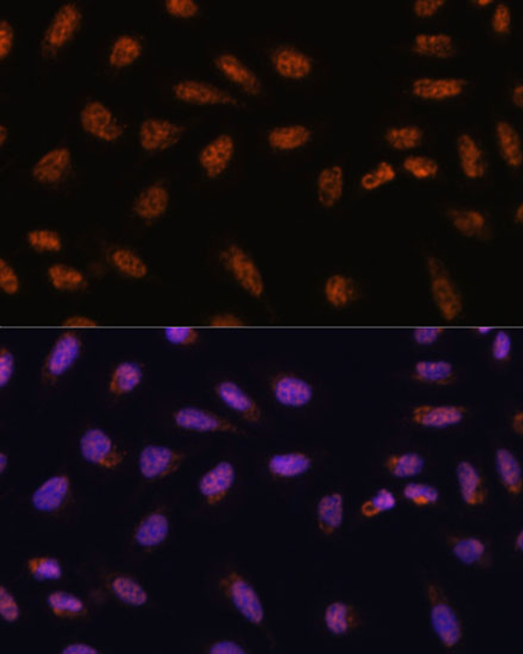 Immunofluorescence analysis of U-2 OS cells using SARNP Polyclonal Antibody at dilution of  1:100. Blue: DAPI for nuclear staining.