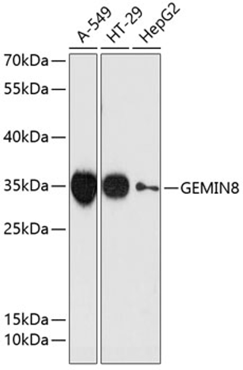 Western blot analysis of extracts of various cell lines using GEMIN8 Polyclonal Antibody at dilution of 1:3000.