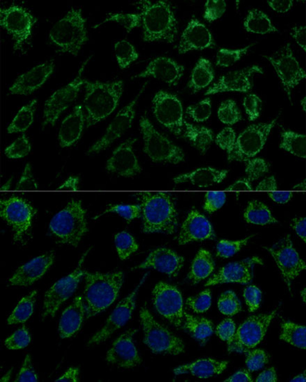 Immunofluorescence analysis of L929 cells using IDH3B Polyclonal Antibody at dilution of  1:100 (40x lens). Blue: DAPI for nuclear staining.