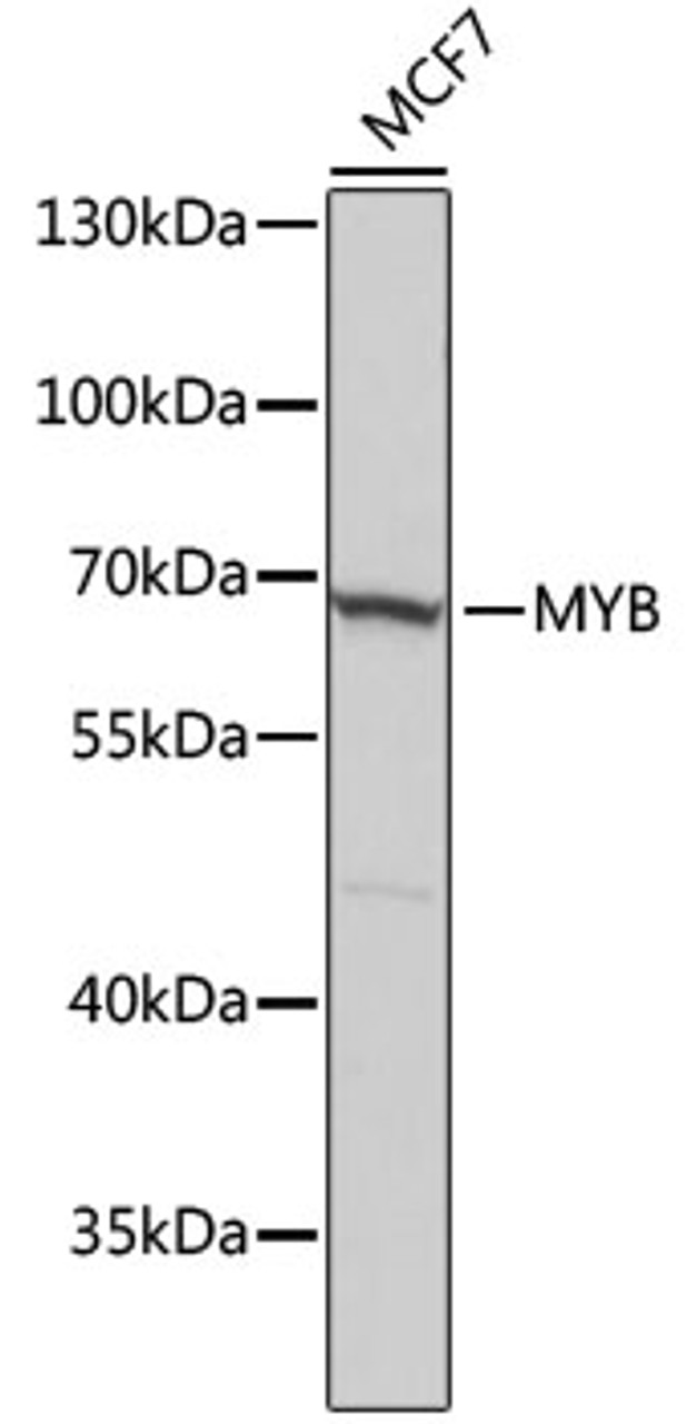 Western blot analysis of extracts of MCF7 cells using MYB Polyclonal Antibody at dilution of 1:3000.