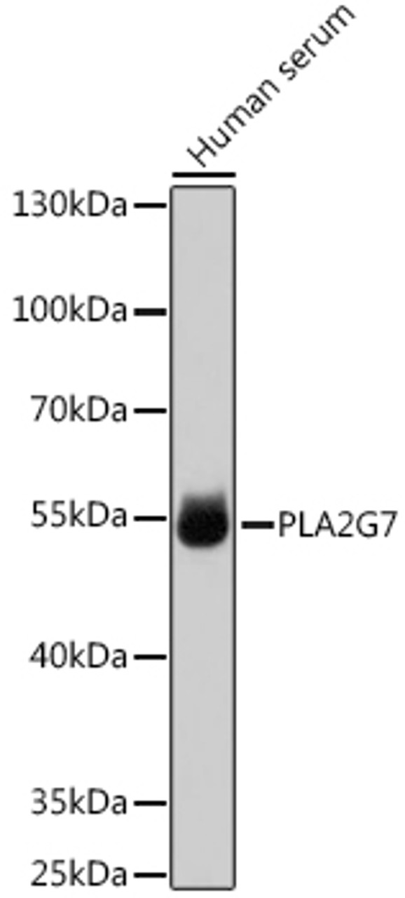 Western blot analysis of extracts of Human serum using PLA2G7 Polyclonal Antibody at dilution of 1:1000.