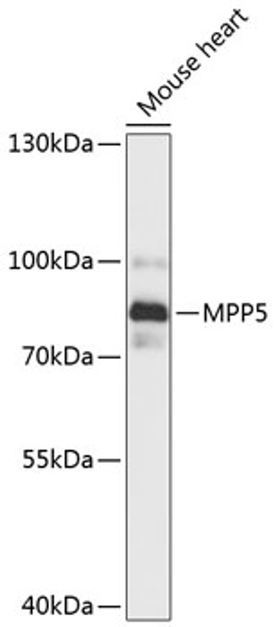 Western blot analysis of extracts of Mouse kidney using MPP5 Polyclonal Antibody at dilution of 1:3000.