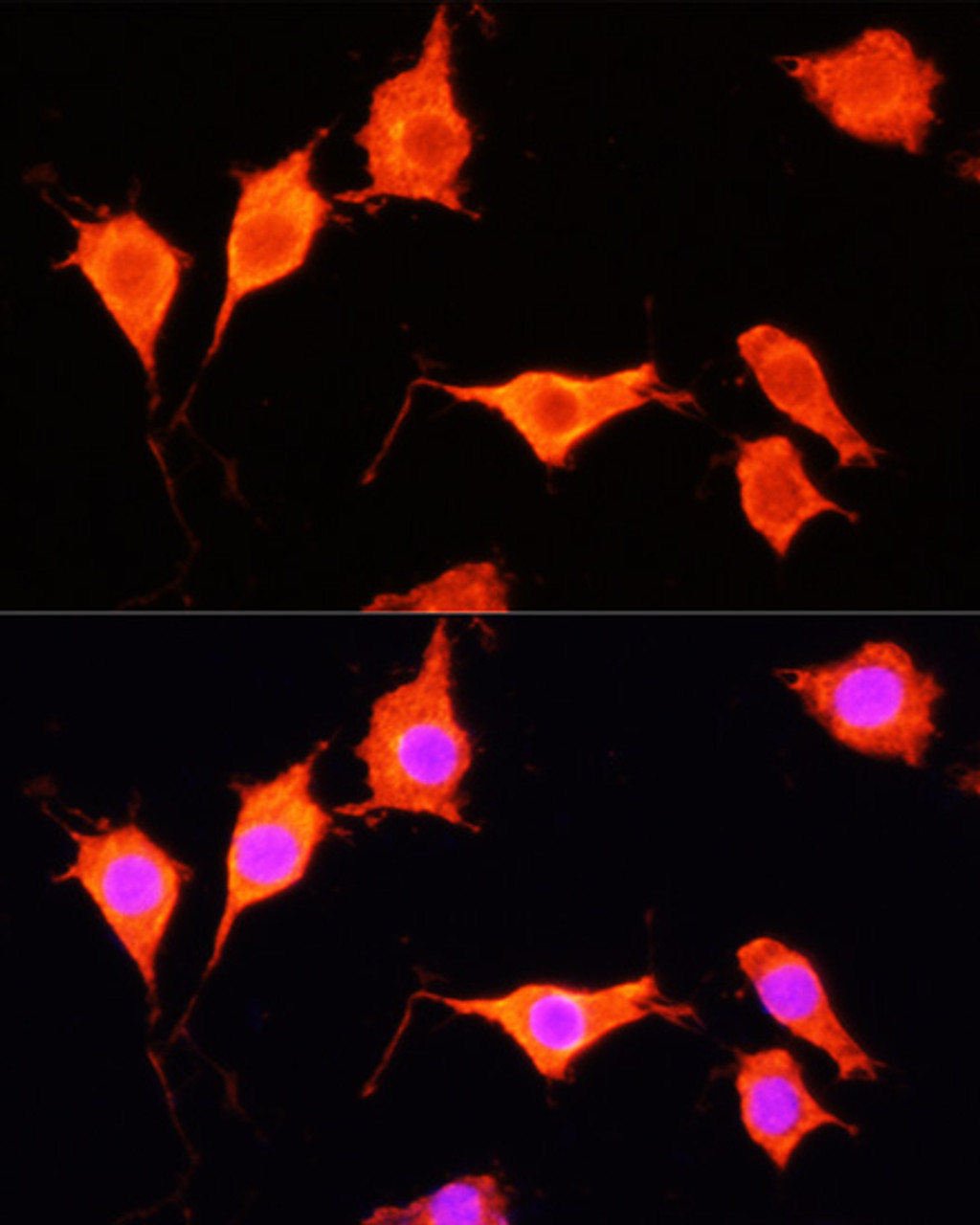 Immunofluorescence analysis of PC-12 cells using SOD3 Polyclonal Antibody at dilution of  1:100 (40x lens). Blue: DAPI for nuclear staining.