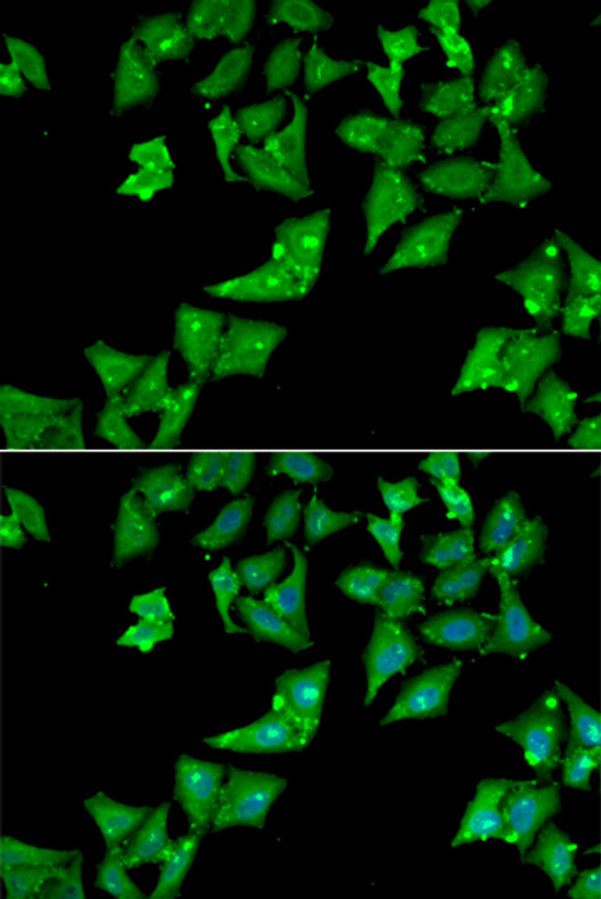 Immunofluorescence analysis of HeLa cells using AGA Polyclonal Antibody