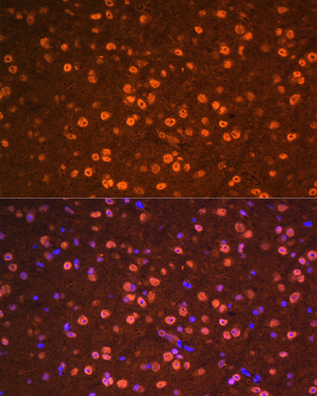 Immunofluorescence analysis of Mouse brain cells using OTX2 Polyclonal Antibody at dilution of  1:100. Blue: DAPI for nuclear staining.