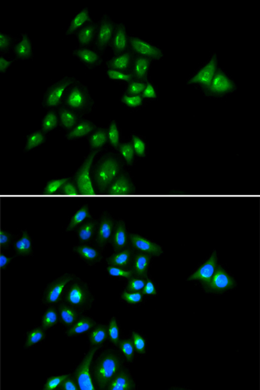 Immunofluorescence analysis of U2OS cells using PHC3 Polyclonal Antibody