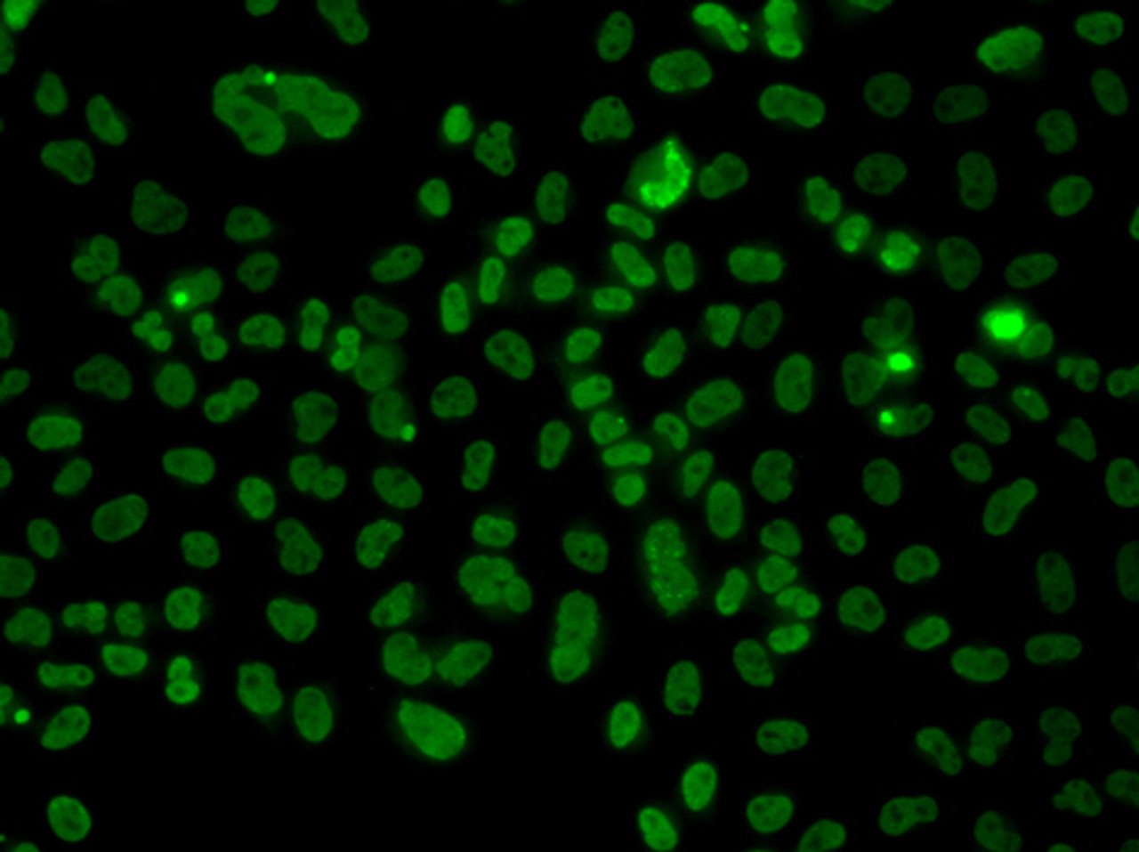 Immunofluorescence analysis of A549 cells using PLCXD2 Polyclonal Antibody