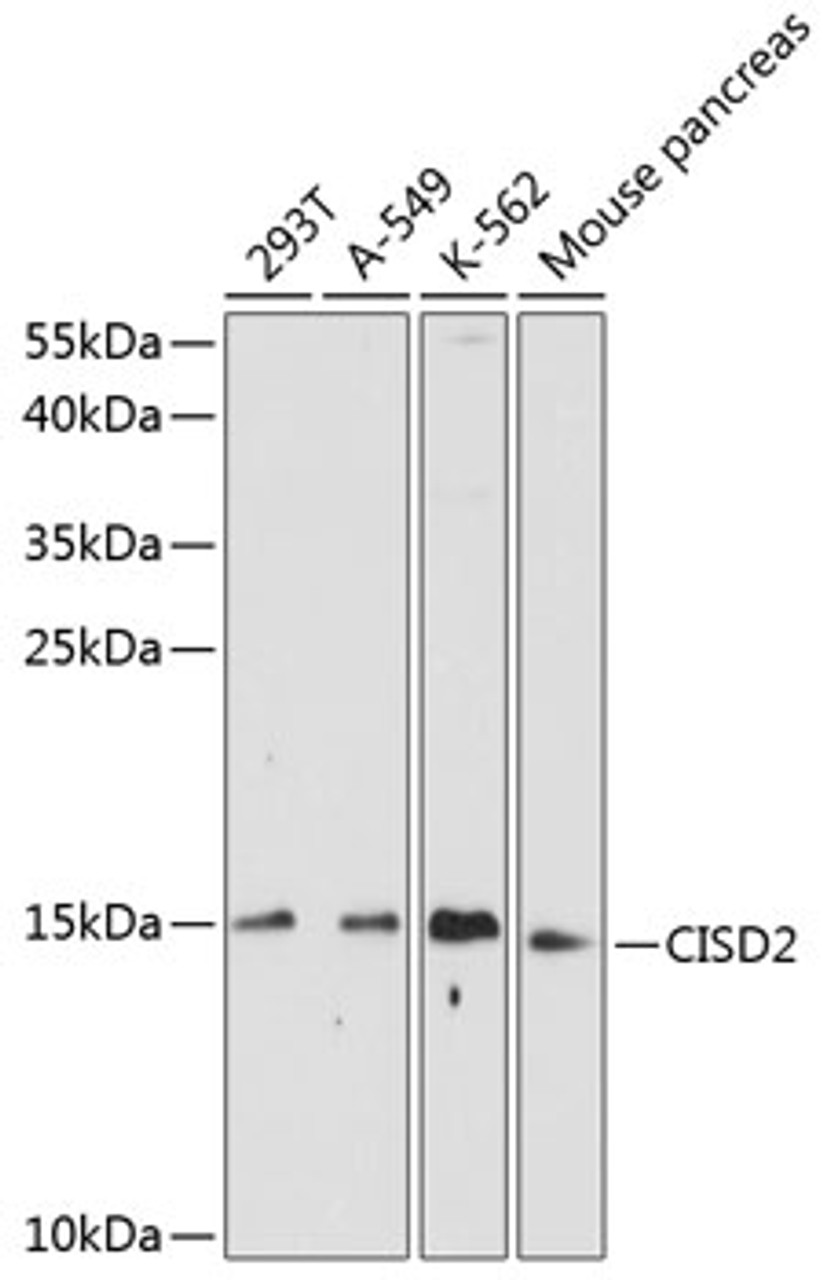 Western blot analysis of extracts of various cell lines using CISD2 Polyclonal Antibody at dilution of 1:1000.