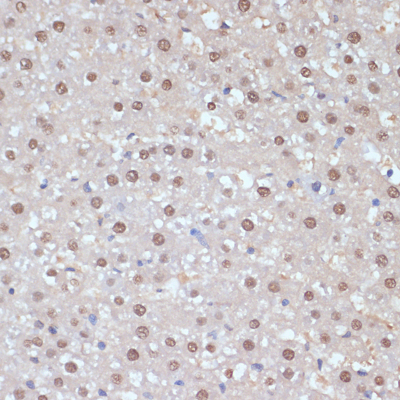 Immunohistochemistry of paraffin-embedded Rat liver using ESRRA Polyclonal Antibody at dilution of  1:200 (40x lens).