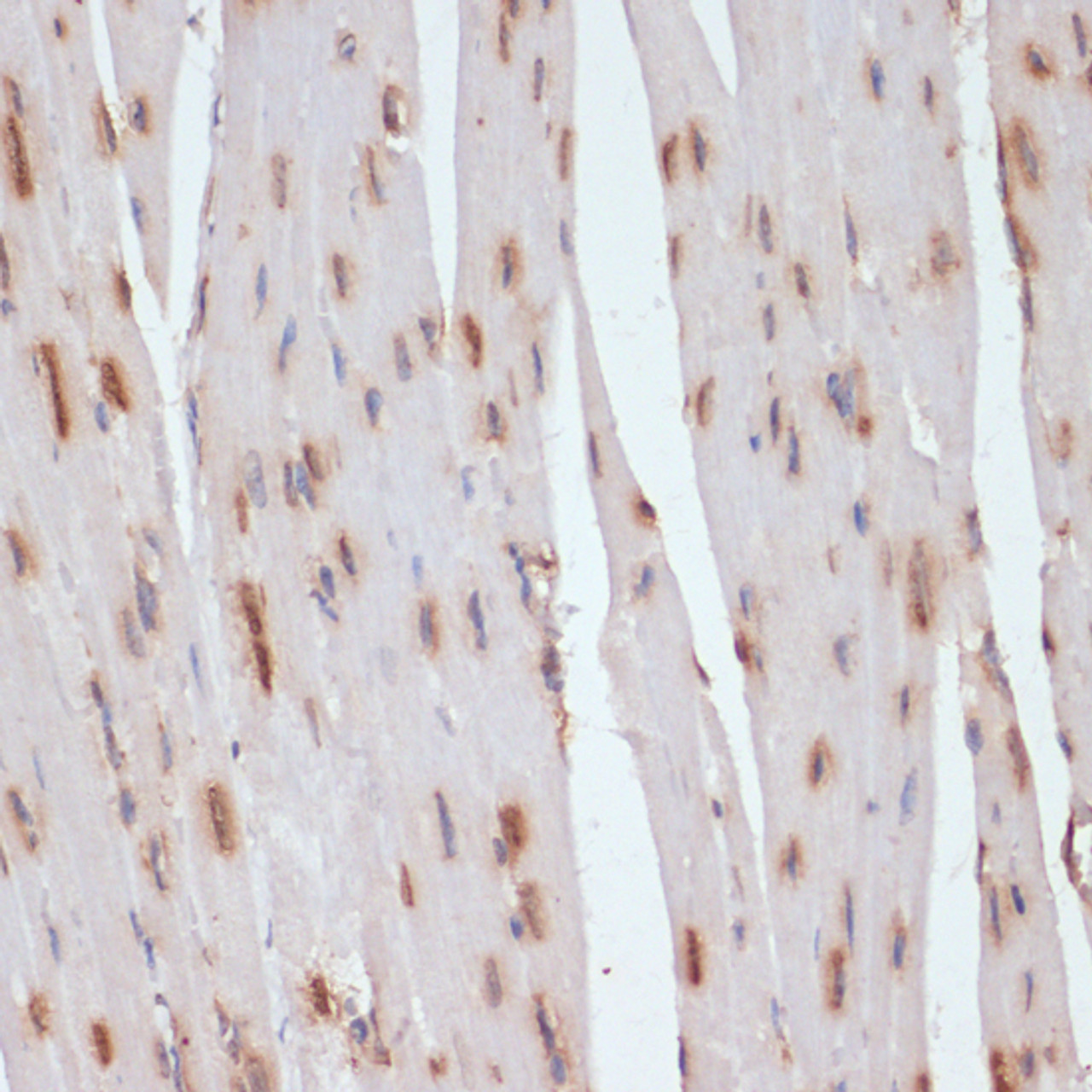 Immunohistochemistry of paraffin-embedded Mouse heart using ESRRA Polyclonal Antibody at dilution of  1:200 (40x lens).
