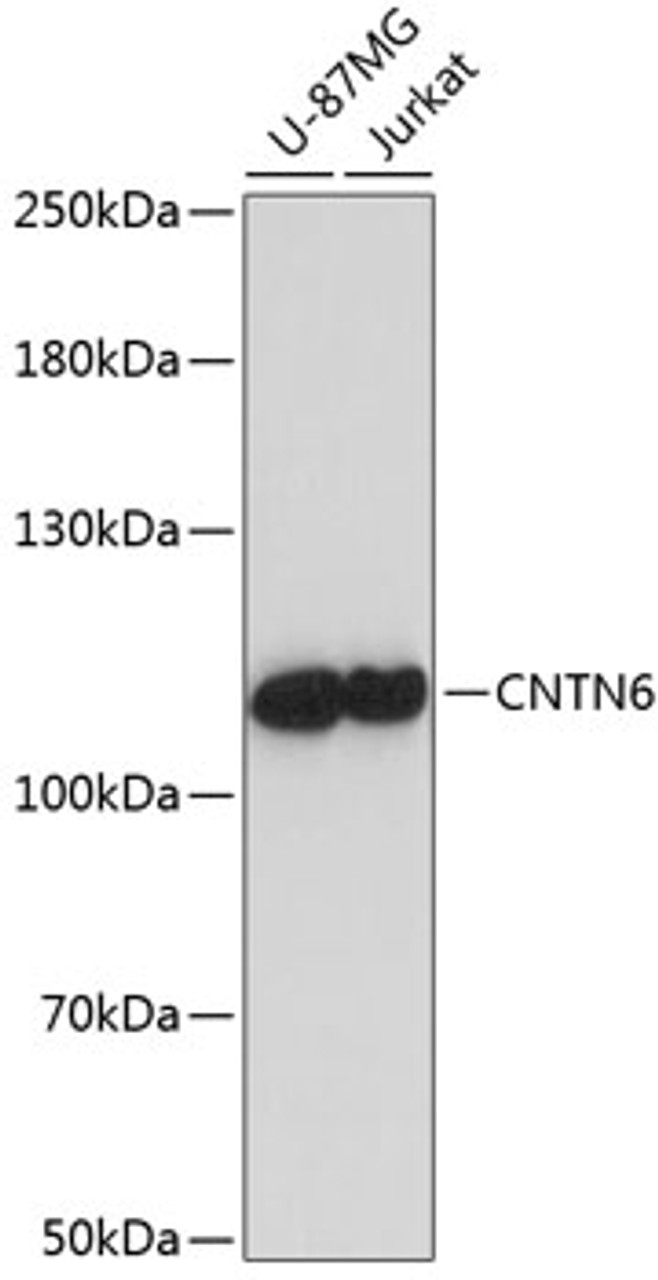 Western blot analysis of extracts of various cell lines using CNTN6 Polyclonal Antibody at dilution of 1:1000.