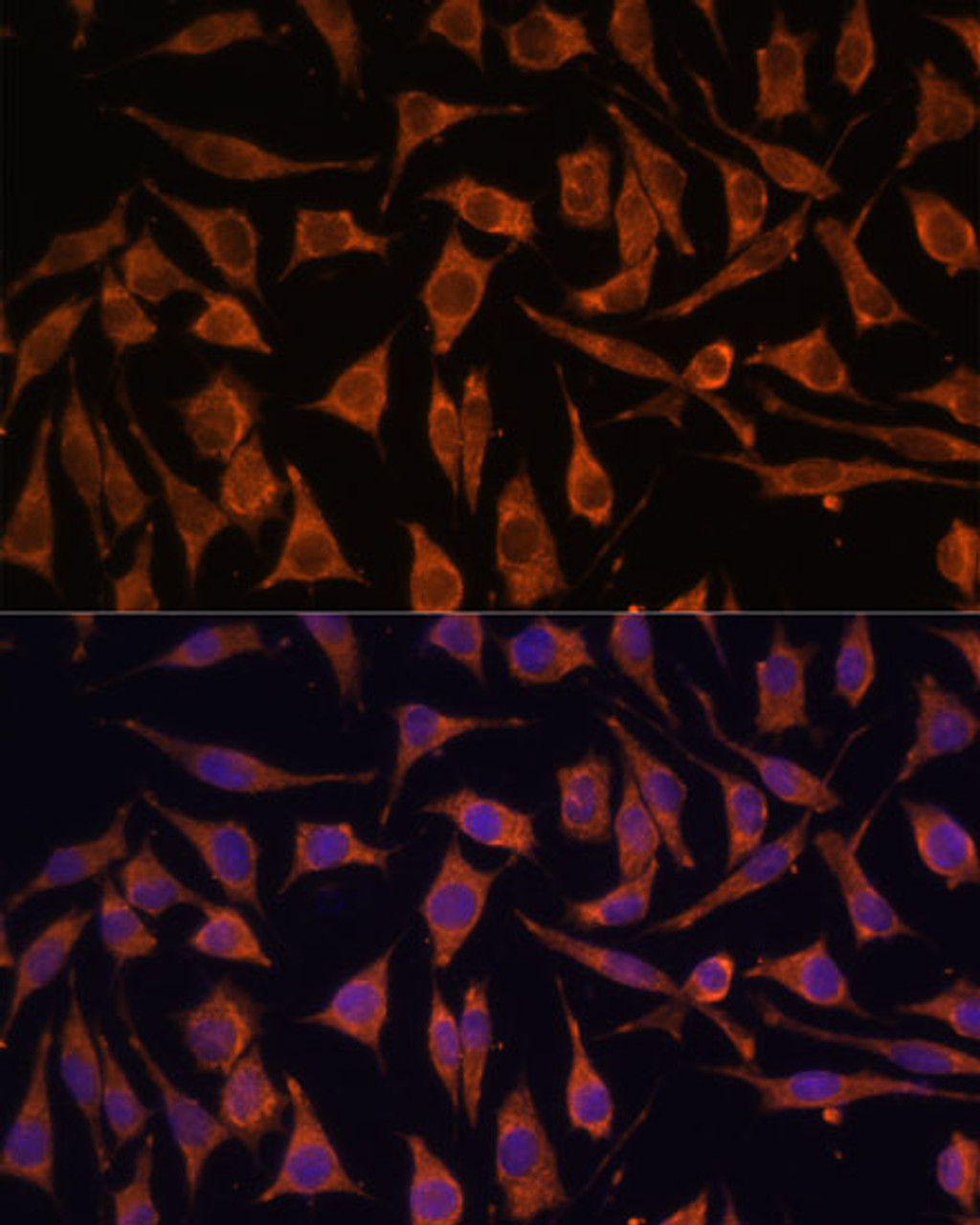 Immunofluorescence analysis of L929 cells using NDUFA4L2 Polyclonal Antibody at dilution of  1:100. Blue: DAPI for nuclear staining.