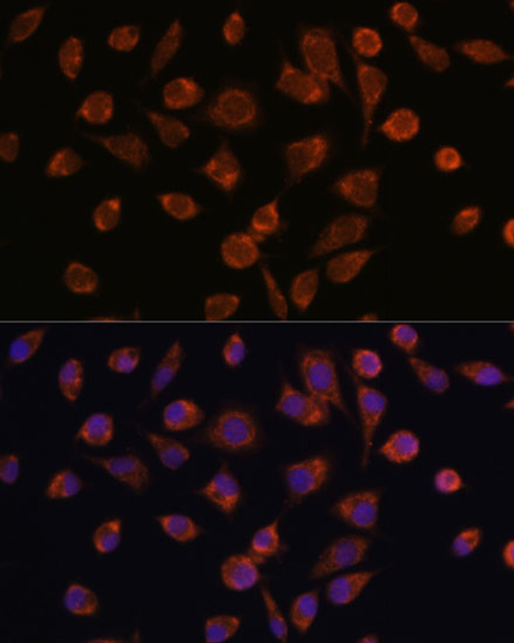Immunofluorescence analysis of L929 cells using NDUFAF2 Polyclonal Antibody at dilution of  1:100. Blue: DAPI for nuclear staining.