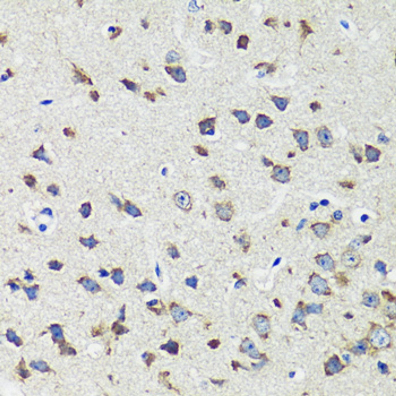 Immunohistochemistry of paraffin-embedded Mouse brain using CCDC124 Polyclonal Antibody at dilution of  1:100 (40x lens).
