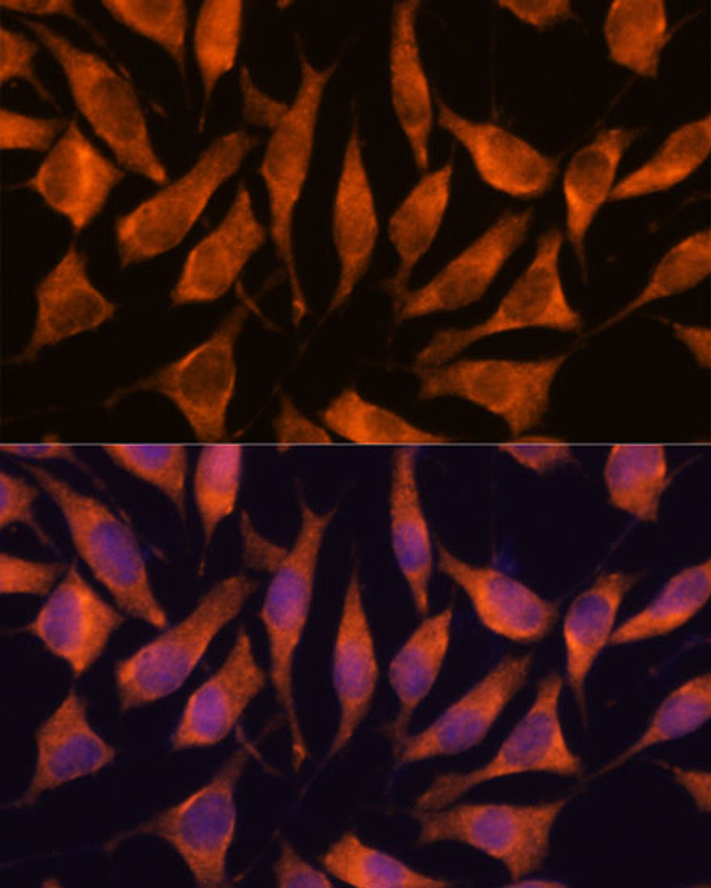 Immunofluorescence analysis of L929 cells using LHPP Polyclonal Antibody at dilution of  1:100. Blue: DAPI for nuclear staining.