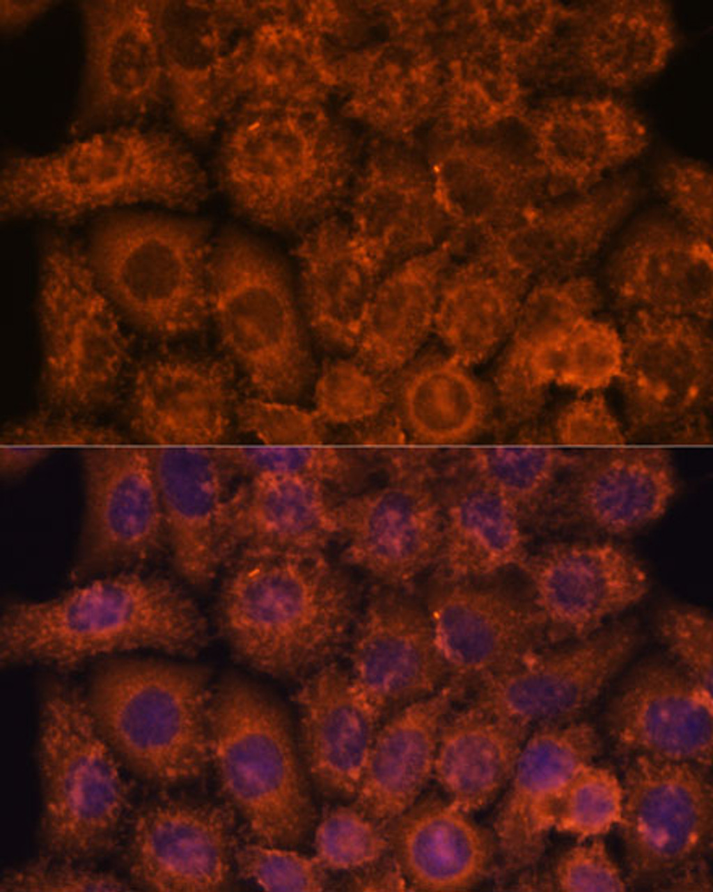 Immunofluorescence analysis of HeLa cells using INMT Polyclonal Antibody at dilution of  1:100. Blue: DAPI for nuclear staining.