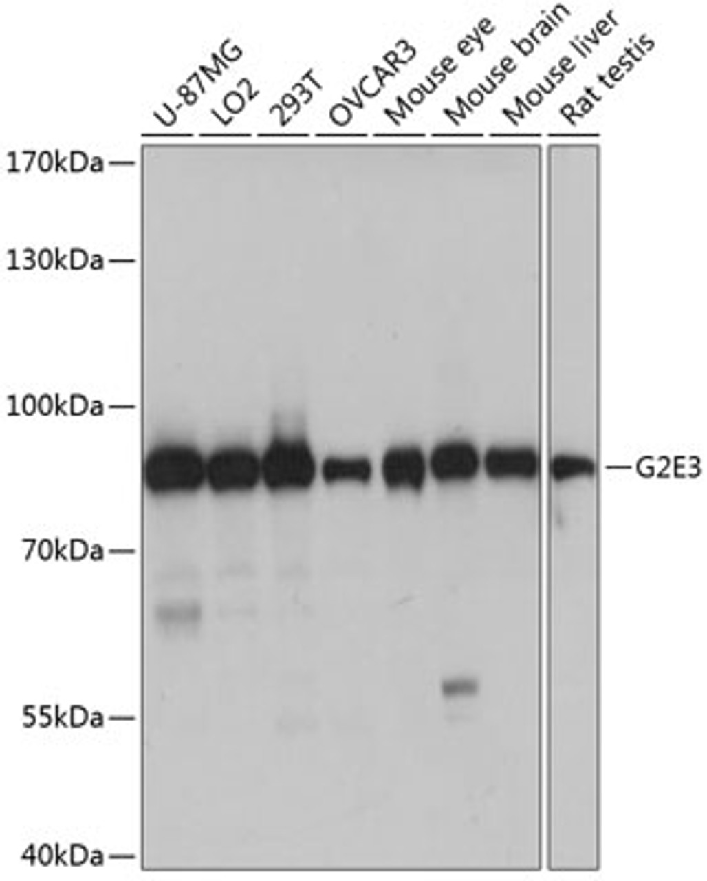 Western blot analysis of extracts of various cell lines using G2E3 Polyclonal Antibody at dilution of 1:1000.