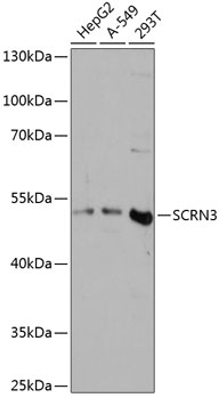 Western blot analysis of extracts of various cell lines using SCRN3 Polyclonal Antibody at dilution of 1:3000.